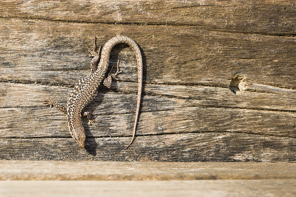 Lézard des murailles 20210211