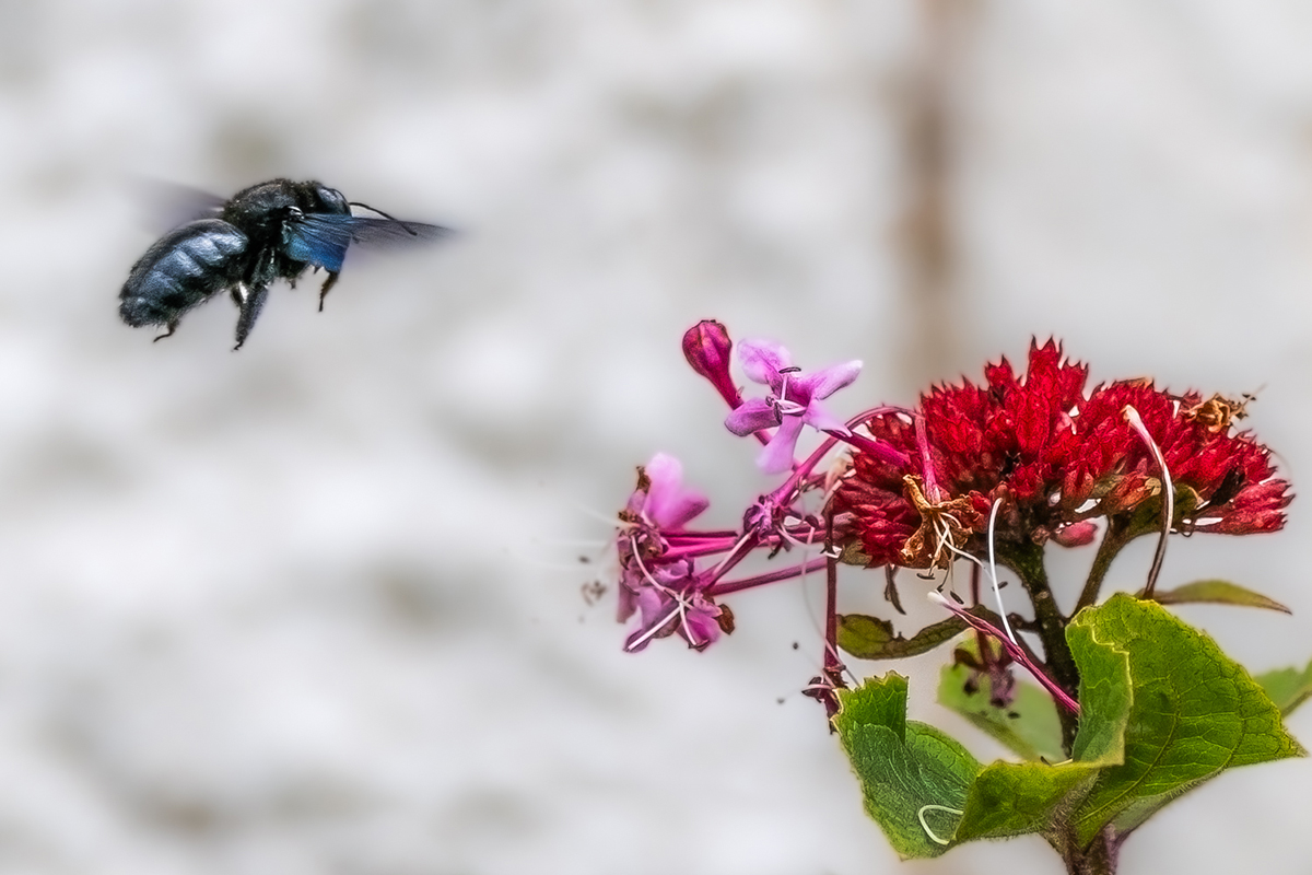 L'abeille charpentière 20230811