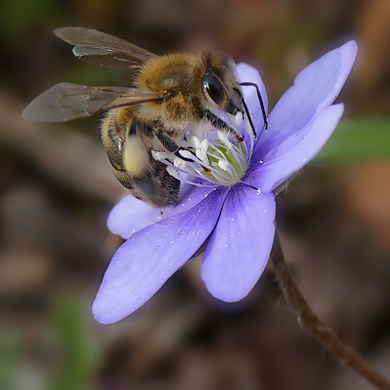 Election de la photo du concours de mars 2023 + Résultats 2724