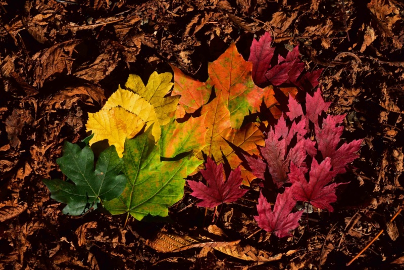 Election de la photo du concours de novembre 2021 + Résultats 320