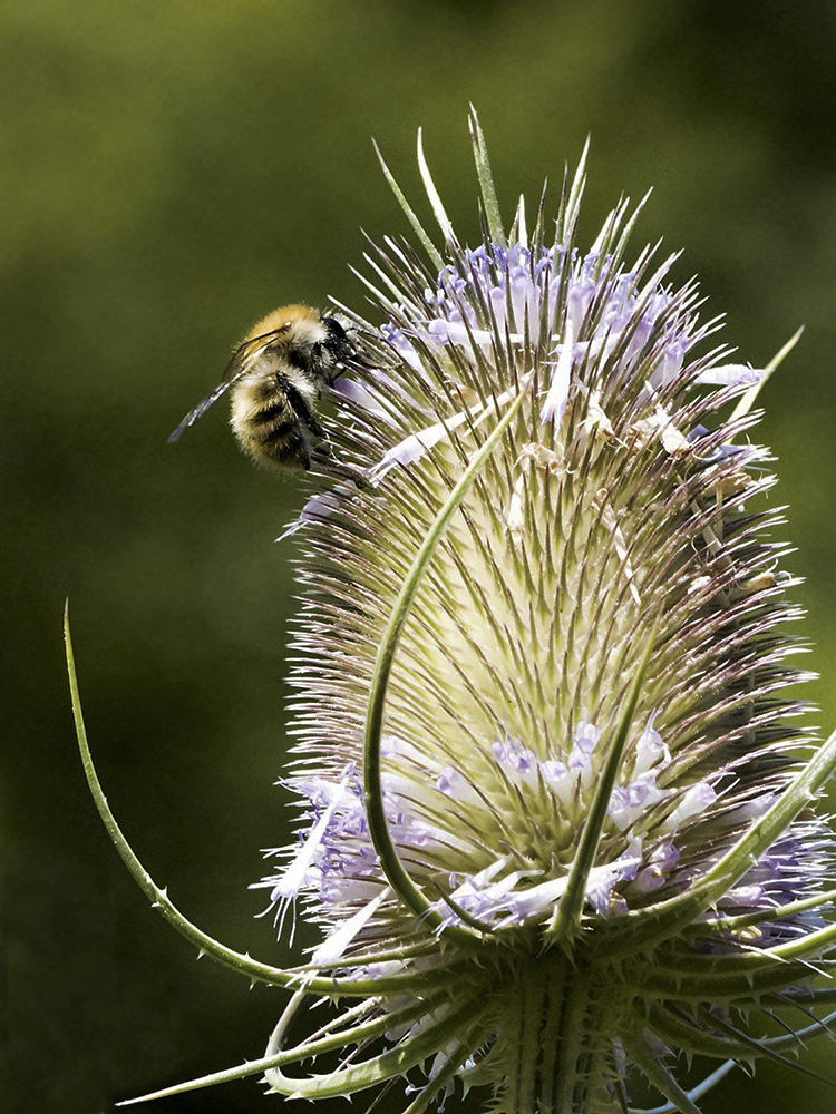 L'abeille et la cardère sauvage _1008112