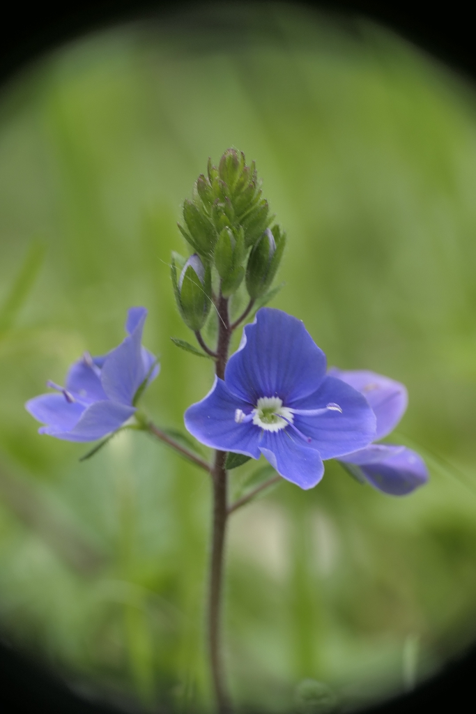 Encore des petites fleurs bleues _1014112