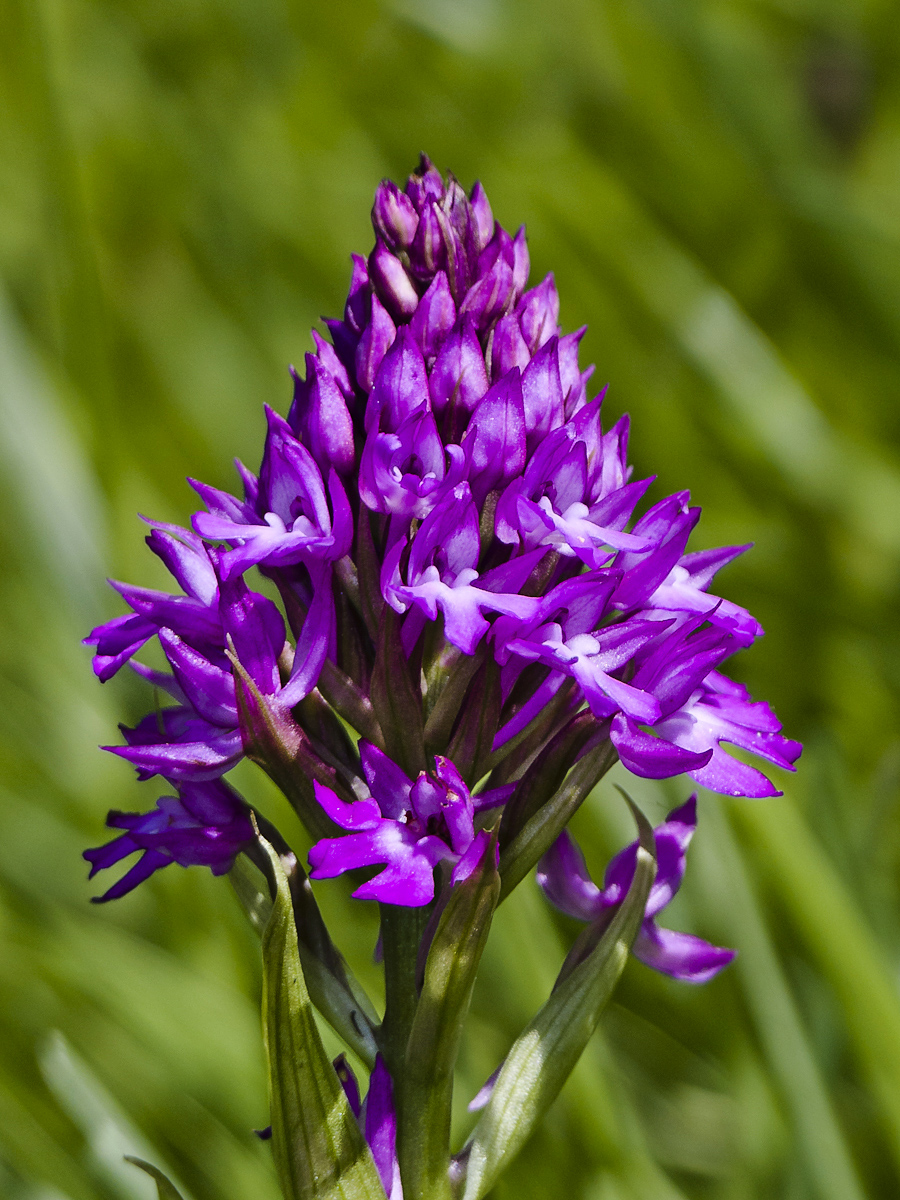 Orchis pyramidal _1014811