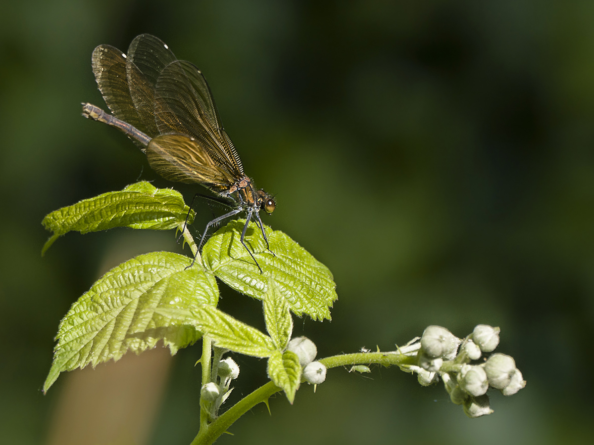 Demoiselle aux ailes dorées _1015110