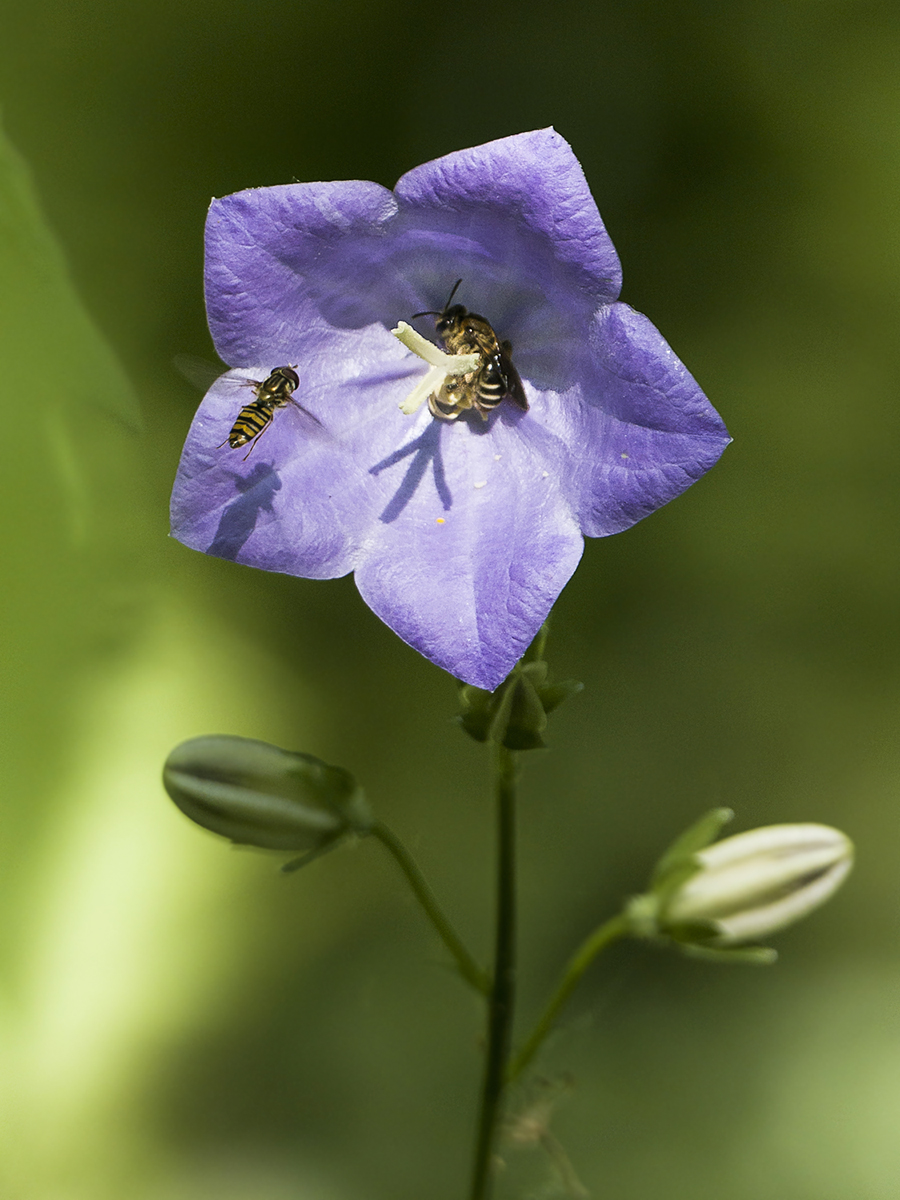 La campanule, le syrphe et la guêpe _1015511