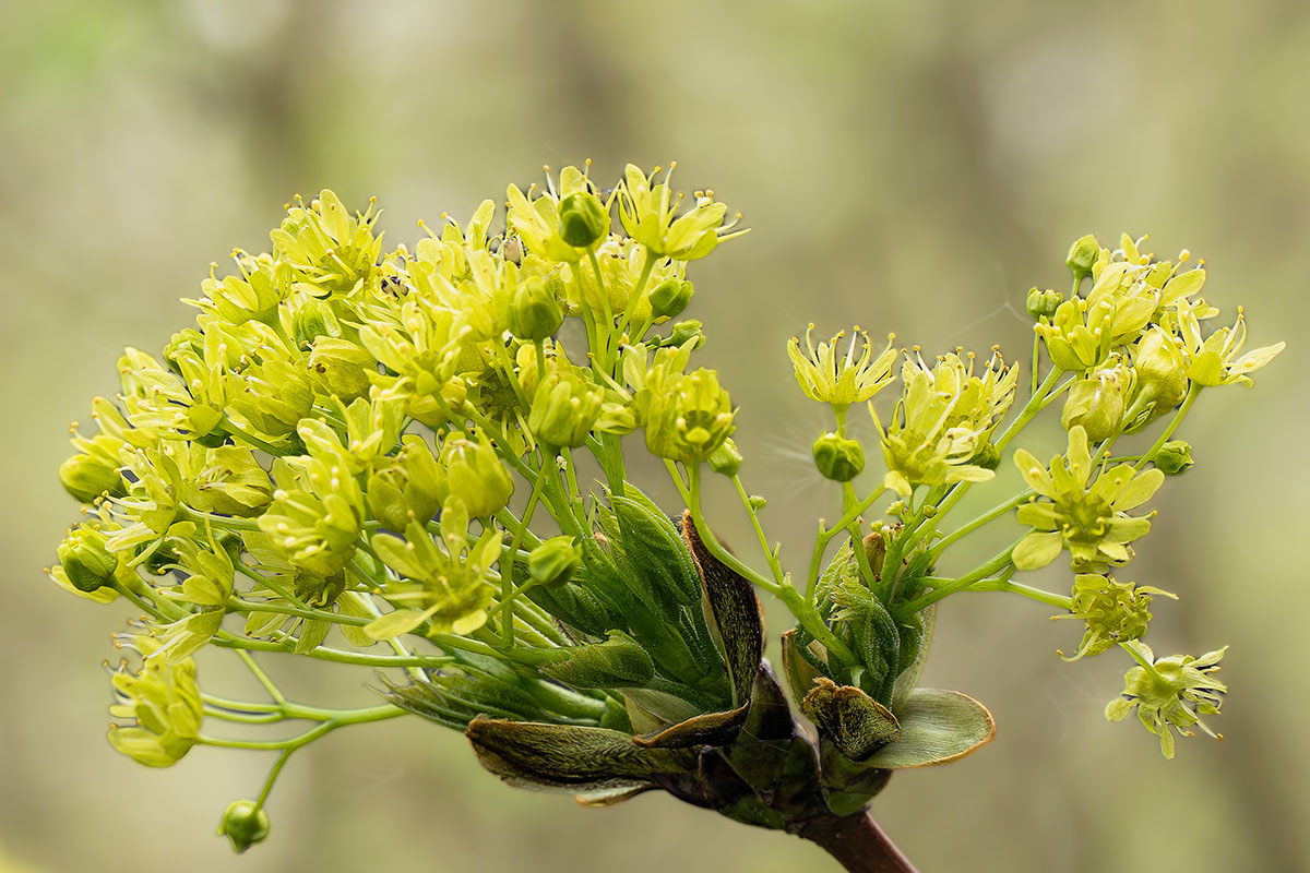 Débourrage ou éclosion des bourgeons _1035512