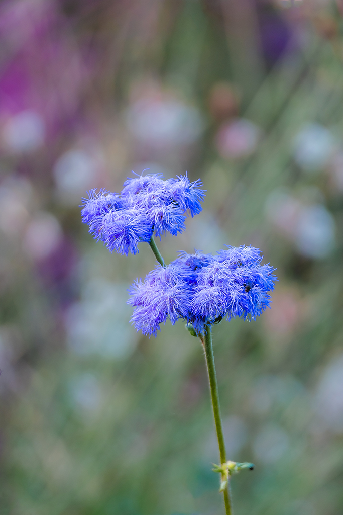 Agérate bleue du Mexique _1051110