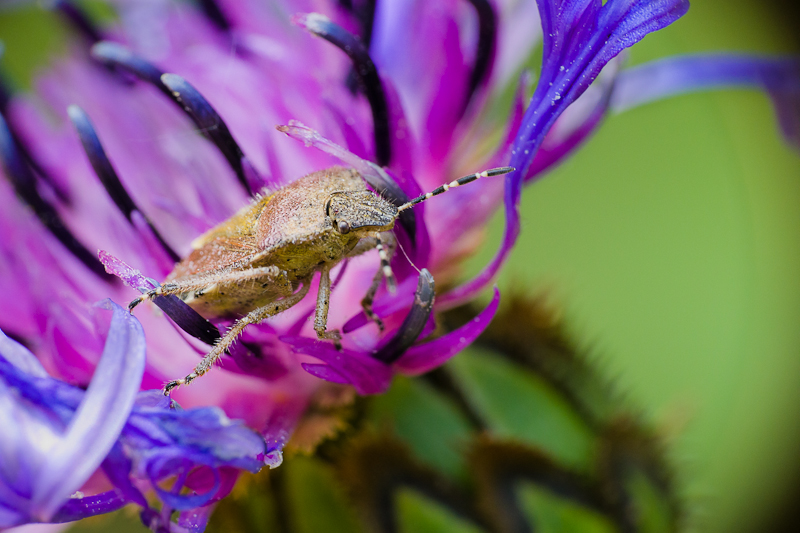 Punaise en bleuet _1420110