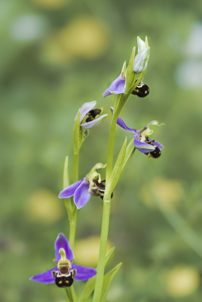 Ophrys abeille _1600110