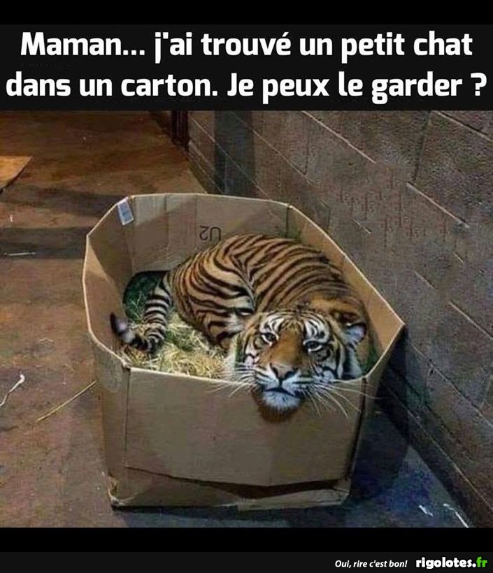 humour - Page 21 20190942