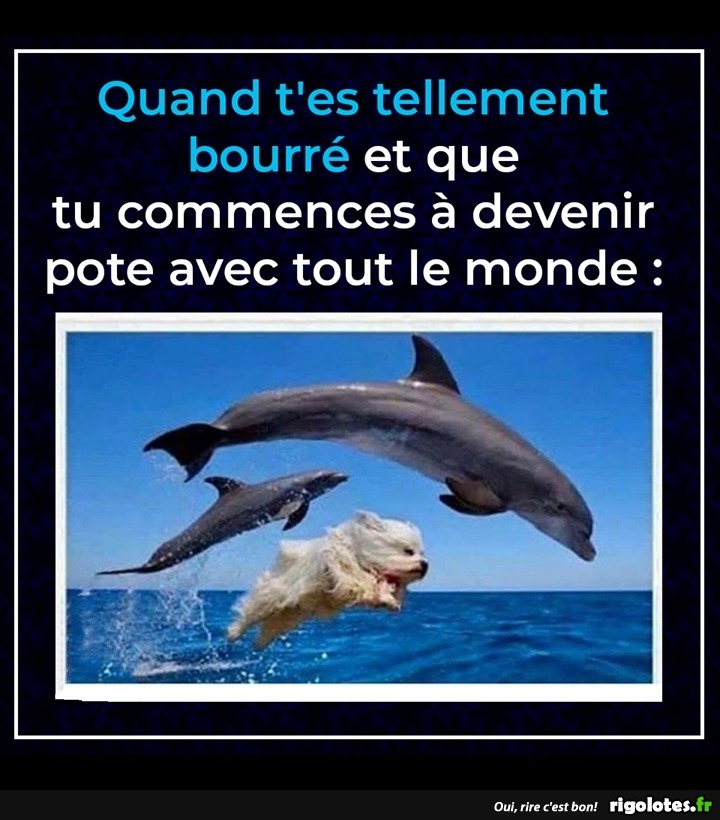 humour - Page 21 20190943