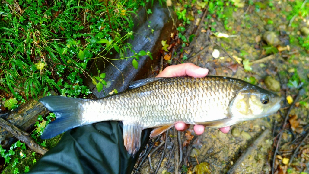 Petite session par eau basse !!!! P_202014