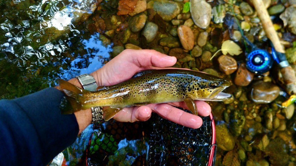 Petite session par eau basse !!!! P_202025