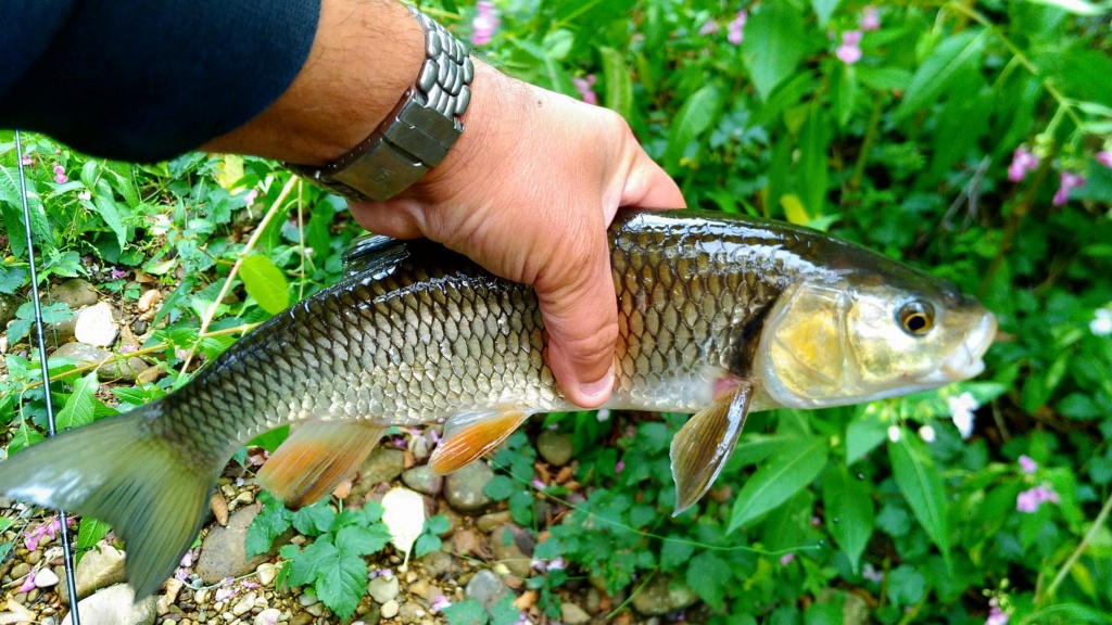 Petite session par eau basse !!!! P_202038