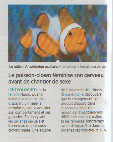 poisson transgenre Poisso11