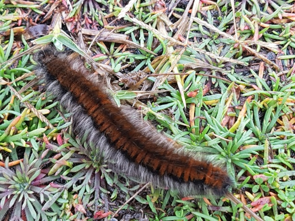 [Macrothylacia rubi] Chenille de Bretagne sud ? 20241010