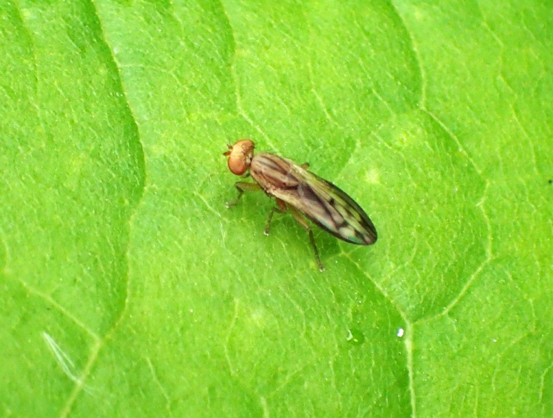 [Opomyzidae] Syrphidae ? P5260210