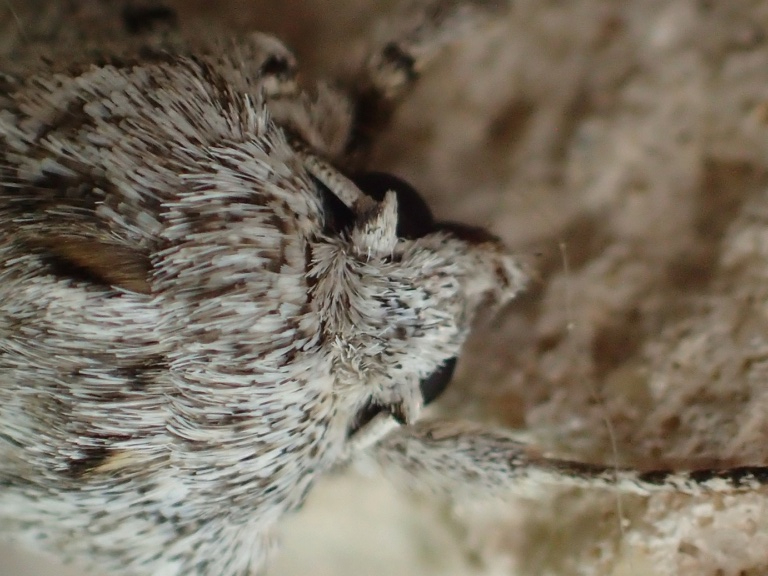 Noctuidae ? - Acronicta aceris P6270311