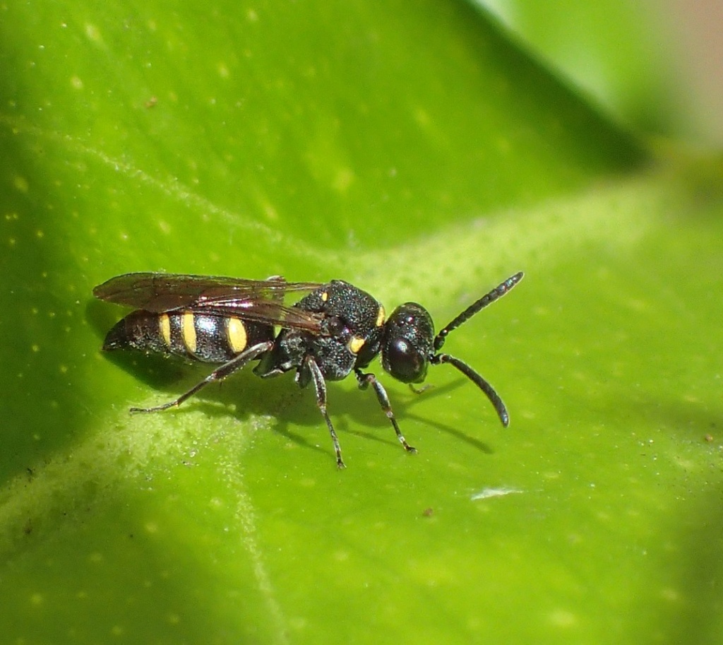 Merci de bien vouloir m'aider pour identifier cet insecte , photographié au printemps dernier  P7080010