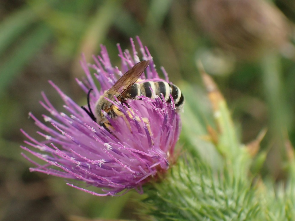 Andrenidae ? P8310219