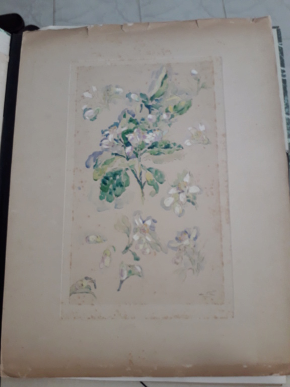 Aquarelle étude de fleurs signée Edouard Fer 20200626