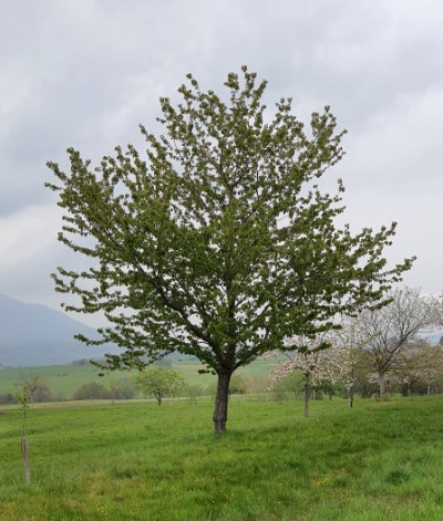 Il a poussé en 80 années mini  tranquillement  Arbre_10