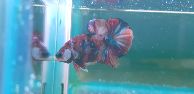 Betta Nemo candy et Galaxy 20201122