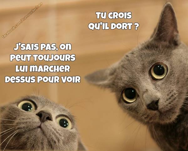 Animaux en Images  - Page 3 Humour10