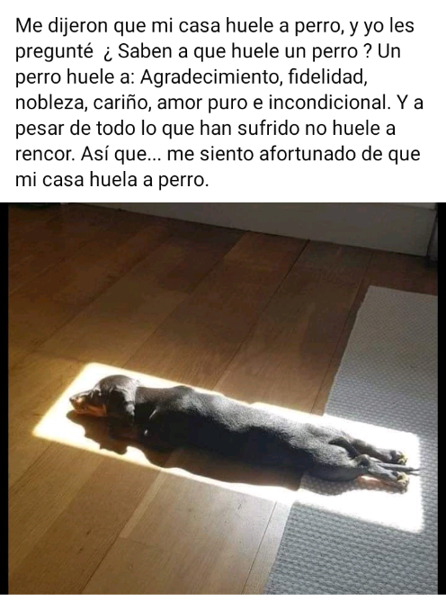 Que mi casa huele a perro? Screen29