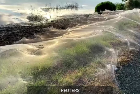 Miles de arañas tejen telarañas gigantes en matorrales en Australia Screen65