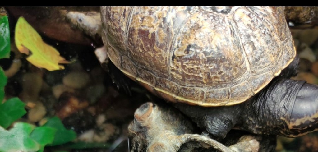suspicion de mycose tortue aquatique   Cara212