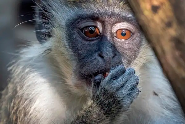 ¿Qué es la viruela del mono? ¿Cuáles son sus síntomas? ¿Cómo se propaga? Khj2vm10