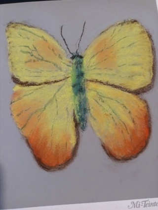 Papillon de lumière Papill11