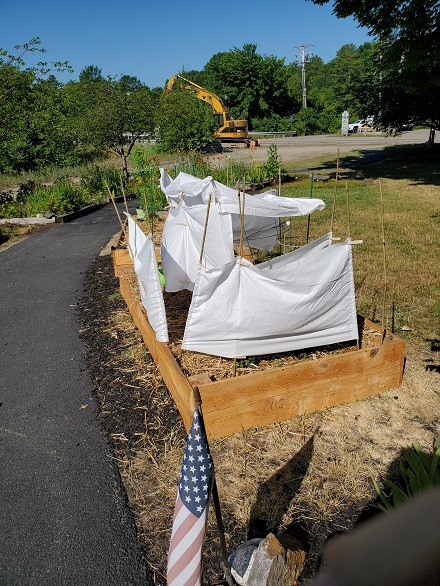 How are you protecting your garden from the heatwve? 06-29-11