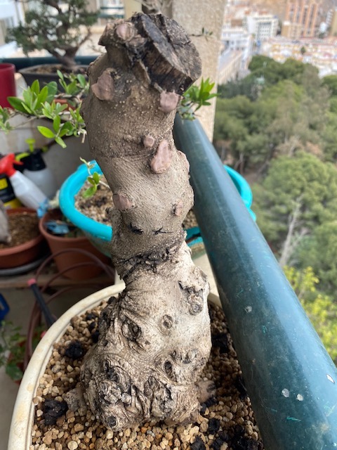 Asesinato en primer grado. ¿O no? Bonsai12