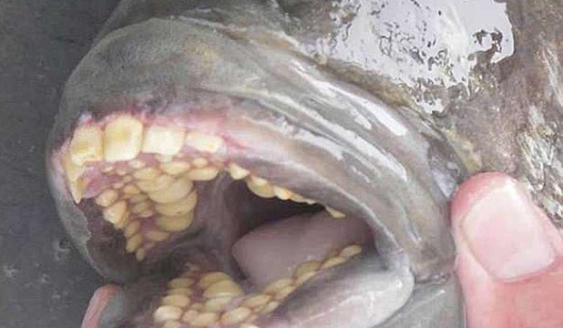 Un homme a attrapé un poisson avec des dents comme un homme: qu’est-ce que c’était Eaia-013