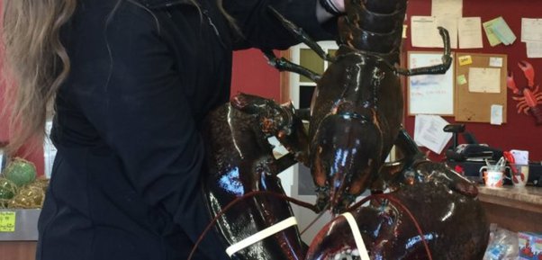 Pourquoi le homard est-il immortel ? Main-q27