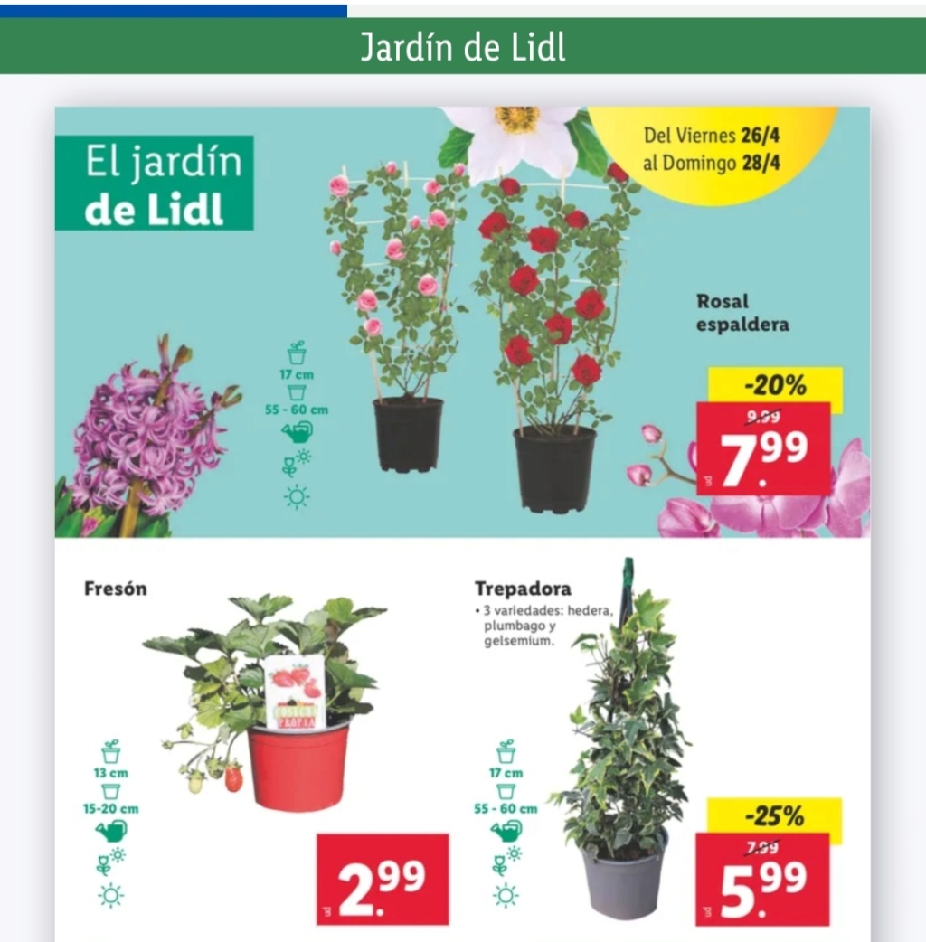 Ofertas semanales de jardinería en ALDI y LIDL - Página 19 Img_2061