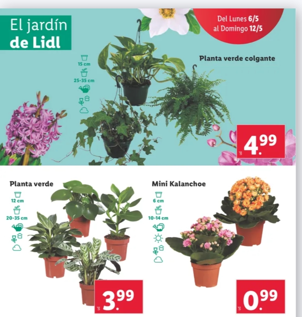 Ofertas semanales de jardinería en ALDI y LIDL - Página 20 Img_2076