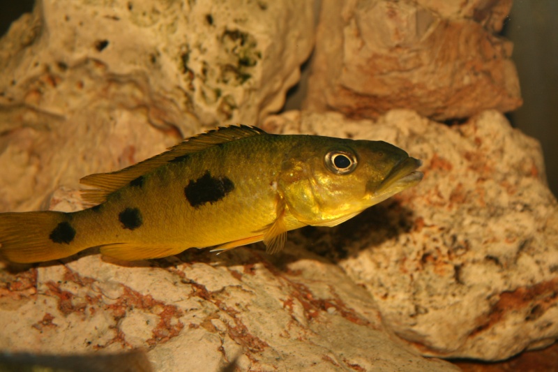 mes nouveaux poissons des exochochromis  anagenus tanzania Img_0411
