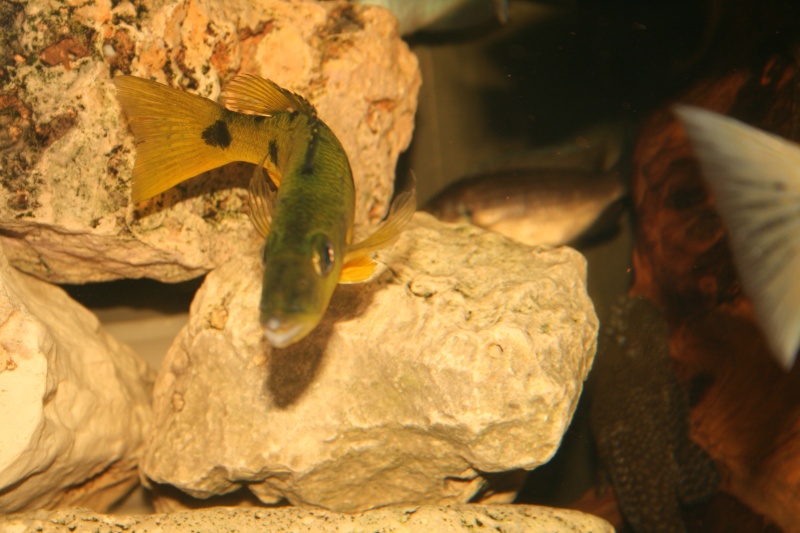 mes nouveaux poissons des exochochromis  anagenus tanzania Img_0412