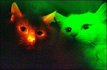 Une équipe sud coréenne clone des chats fluorescents Chats210