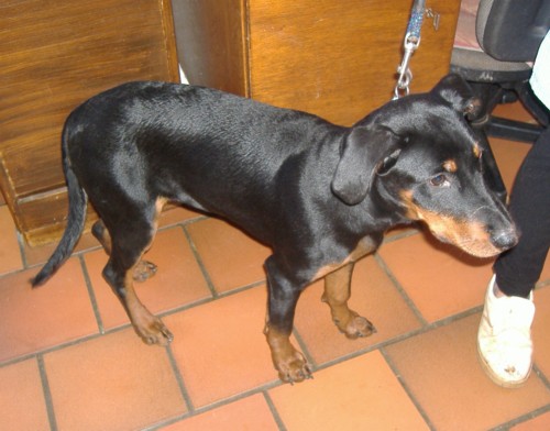 Gambas -x Dobermann- Gambas11