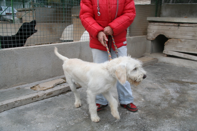 13 - CHARLY - SUPERBE GRIFFON BLANC 10 MOIS Chiens17
