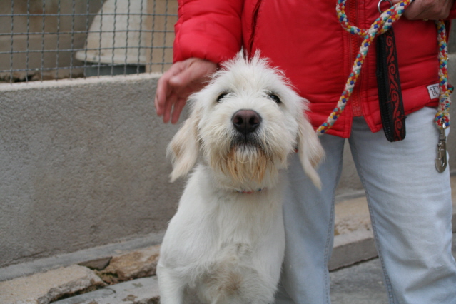 13 - CHARLY - SUPERBE GRIFFON BLANC 10 MOIS Chiens19