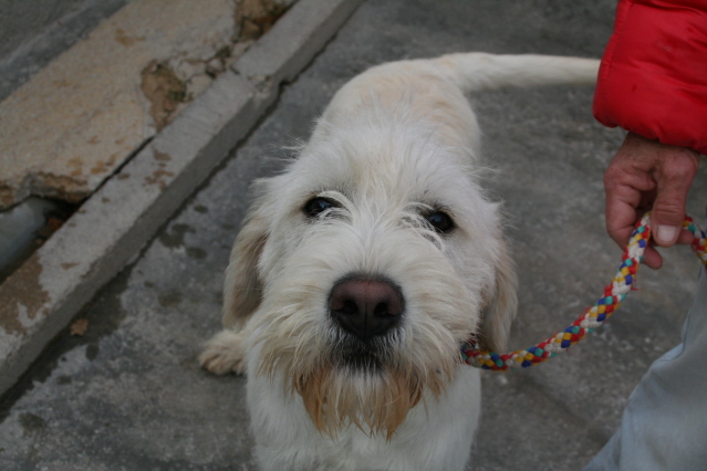 13 - CHARLY - SUPERBE GRIFFON BLANC 10 MOIS Chiens20