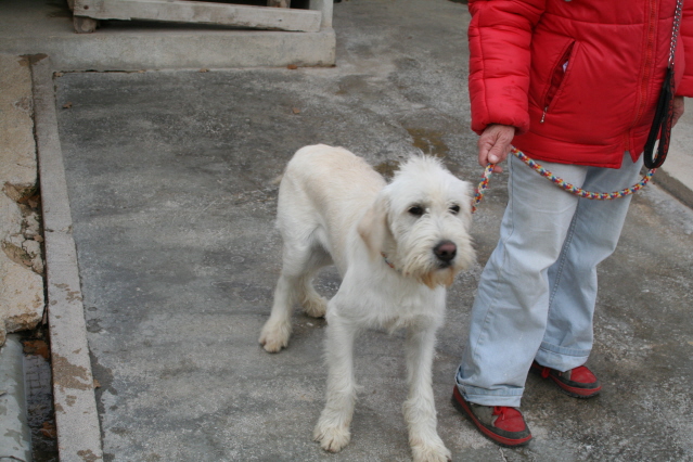 13 - CHARLY - SUPERBE GRIFFON BLANC 10 MOIS Chiens21