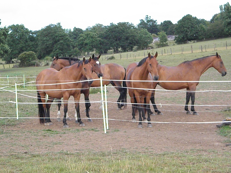 Bizou des ors  Vidéo P2 P6150310