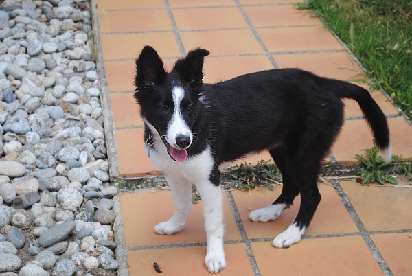 Kinsue la border collie.  Kinsue16