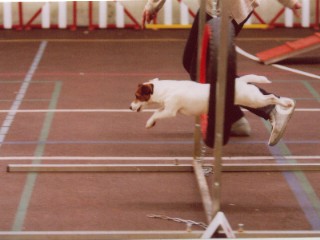 Petit chien (Jack Russel ..) besoin de renseignements ! Merci. - Page 3 Catala10